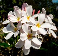 white yellow garden Flower
