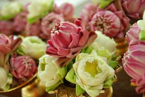 Lotus Flowers pink white