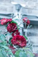 Rose and Cross Jesus