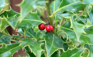 red berries on a thorny bush with green leaves