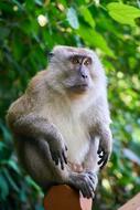 Monkey Malaysia green tree