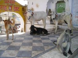 animals on a city street in india