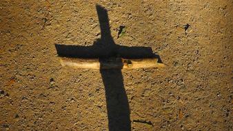 Beautiful cross shadow on the branch on the ground