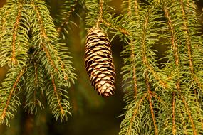 Pine Cones Holly Fir