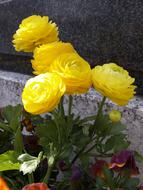 yellow flowers on the grave in the cemetery