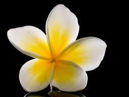 flower on black background