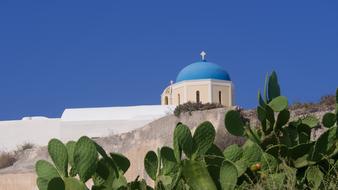 large green cacti in a sunny landscape in santorini