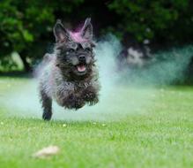 Holi color dog runs on lawn