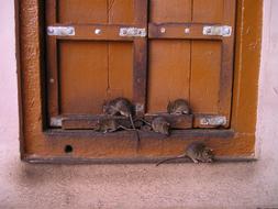 Rats on the brown window in Rat temple in India