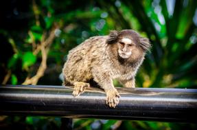 exotic monkey