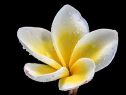 Blossom Byellow white water