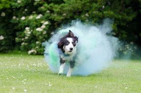 dog in Holi Colors
