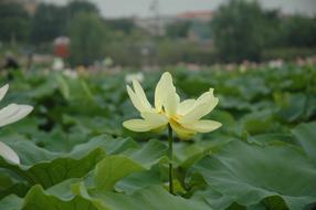 Lotus Flowers Nature green white