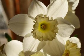 white flower close up