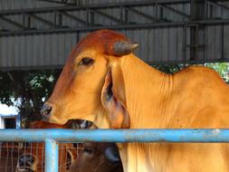 Gaumata, indian Holy Cow in stable