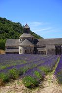 monastery and violet flowers