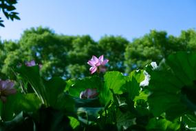 pink lotus in the park in front of bach ma temple in luoyang