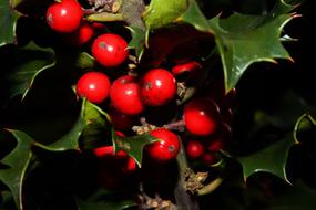 holly bush with red berries