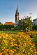 Prince Georgs-Garden yellow flowers
