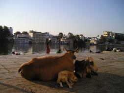 Beautiful and colorful, cute, holy cows and dog