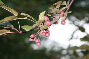 christmas branch close up on blurred background