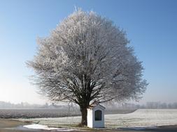 tree in hoarfrost