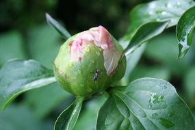 pink green bud