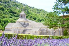 lavender fields at Senanque abbey