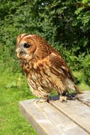 brown owl sitting on a wooden bench