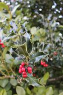 Holly Red Berry and green leaves