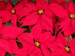 Poinsettias Flowers Christmas red