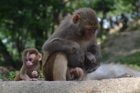 monkey with cubs in the park on a blurred background