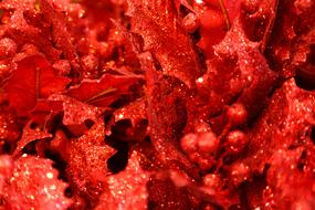Abstract Background as a Berry