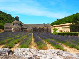 Abbaye and lavander flowers