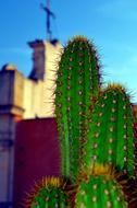 Beautiful and colorful cactus, near the church with the cross