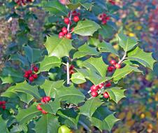 christmas Holly Berries Bush