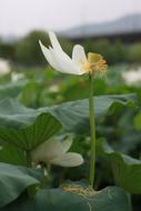 Kite Lotus Water Lilies flower