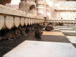 India Rats and Temple