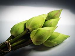 green Lotus bud