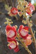 Colorful and beautiful, blossoming Sala flowers on the branches