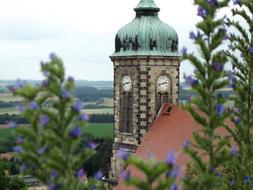 Stolpen Castle and tree