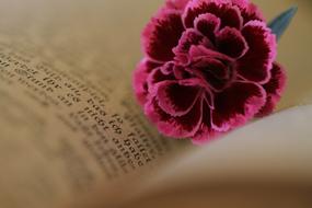 Bible Old flower