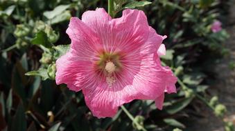 Holly Hawkeye pink flower