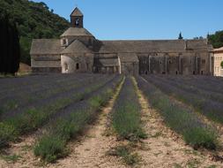 Monastery Abbey and lavander flowers