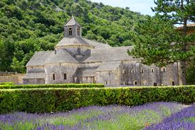 lavender field in front of a monastery in france