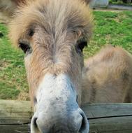 Donkey Animal Farm face