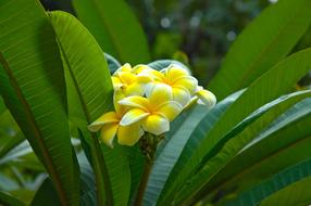 yellow green white Flower