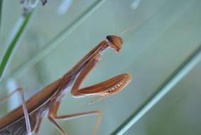 Mantis Religion insect