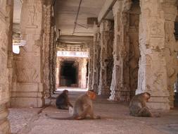 India Temple monkey family