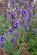 Hyssop violet Flower